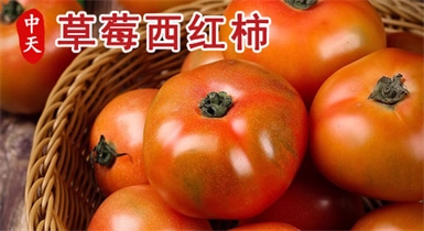 草莓西紅柿
