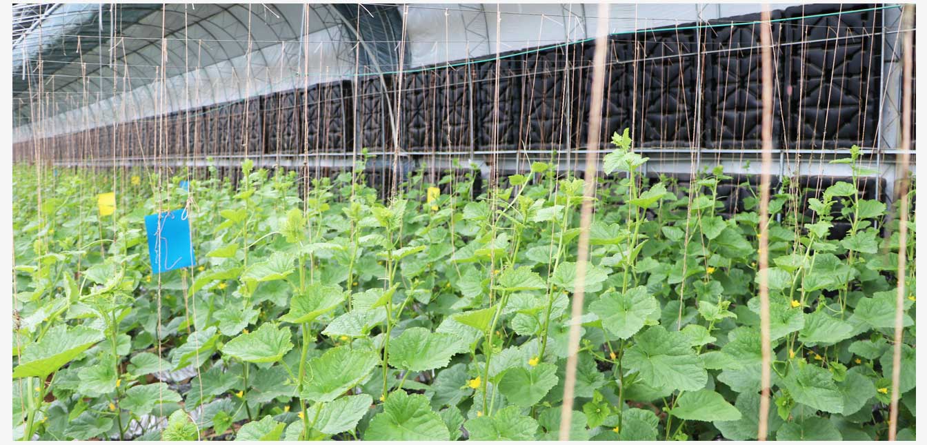 準(zhǔn)格爾旗現(xiàn)代智慧設(shè)施農(nóng)業(yè)產(chǎn)業(yè)園(網(wǎng)頁)_30.jpg 準(zhǔn)格爾旗現(xiàn)代智慧設(shè)施農(nóng)業(yè)產(chǎn)業(yè)園(網(wǎng)頁)_30.jpg