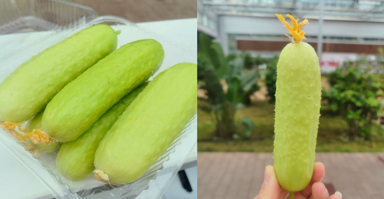 自治區(qū)綠色優(yōu)質(zhì)果蔬展銷中心psd-恢復(fù)的_19.jpg 自治區(qū)綠色優(yōu)質(zhì)果蔬展銷中心psd-恢復(fù)的_19.jpg