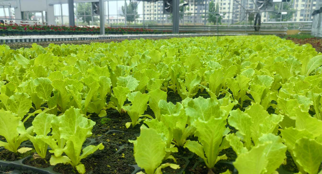 自治區(qū)綠色優(yōu)質(zhì)果蔬展銷中心psd-恢復(fù)的_27.jpg 自治區(qū)綠色優(yōu)質(zhì)果蔬展銷中心psd-恢復(fù)的_27.jpg