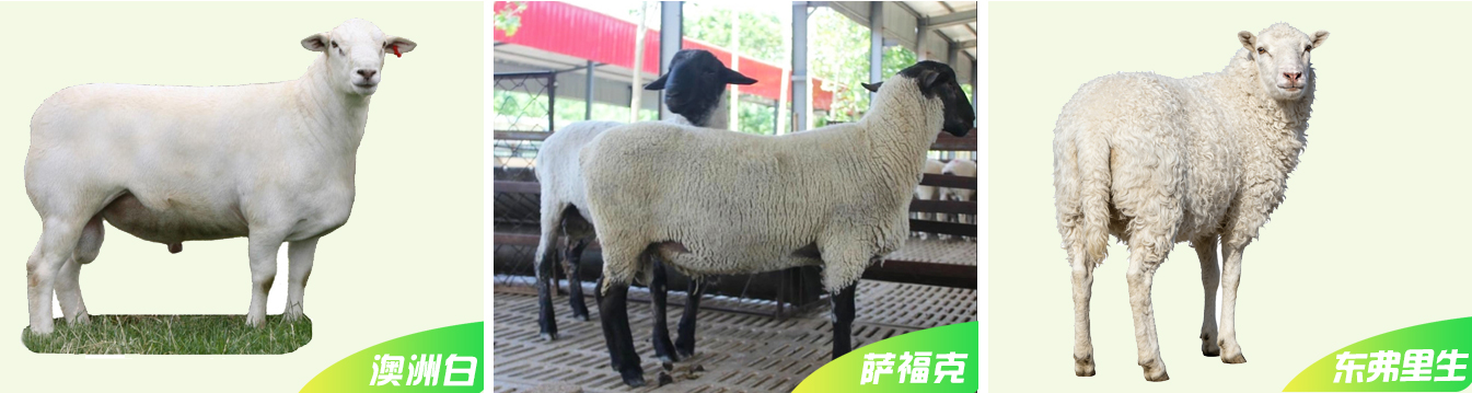 1、種羊網頁_07.jpg